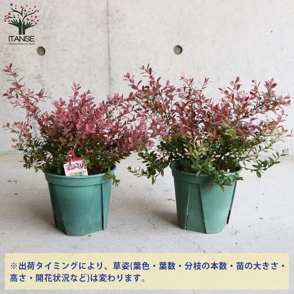 Amazon.co.jp: ITANSE ビルベリーの苗木 ワイルドブルーベリー 5
